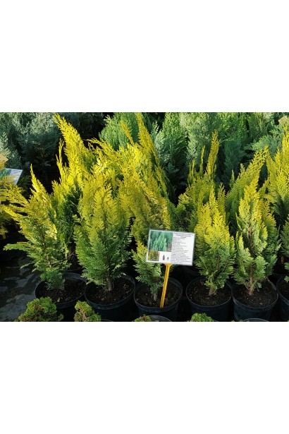 Кипарисовик Лавсона Alumigold