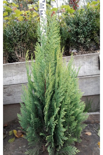 Кипарисовик Лавсона Алюміголд 60-80 см