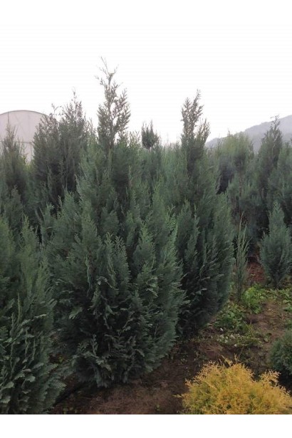 Кипарисовик Лавсона Колумнарис