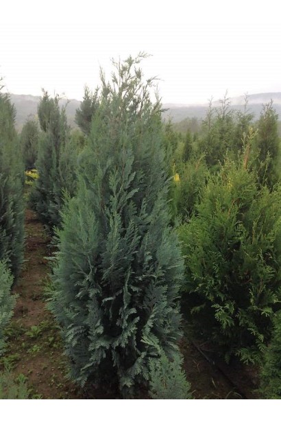 Кипарисовик Колумнаріс хвойне дерево з вузькою колоновидною кроною