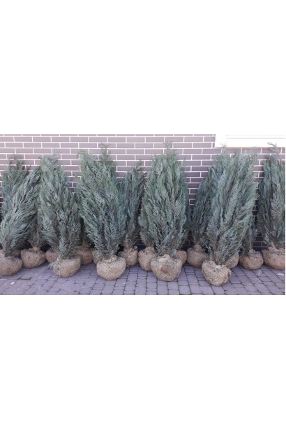 Кипарисовик Лавсона Колумнаріс саджанці з комом землі в мішковині