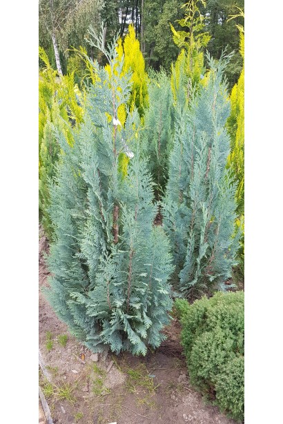 Кипарисовик Columnaris з вертикально спрямованими вгору гілками