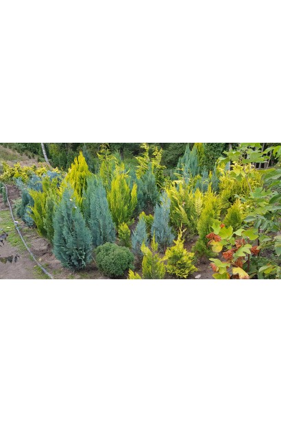 Кипарисовик Лавсона Колумнаріс в садовому центрі на фоні жовтих кипарисовиків