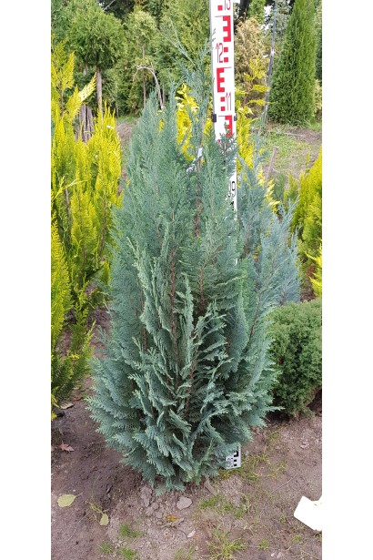 Кипарисовик Лавсона Колумнаріс 100-120 см