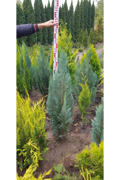 Кипарисовик Колумнаріс  100-120 см