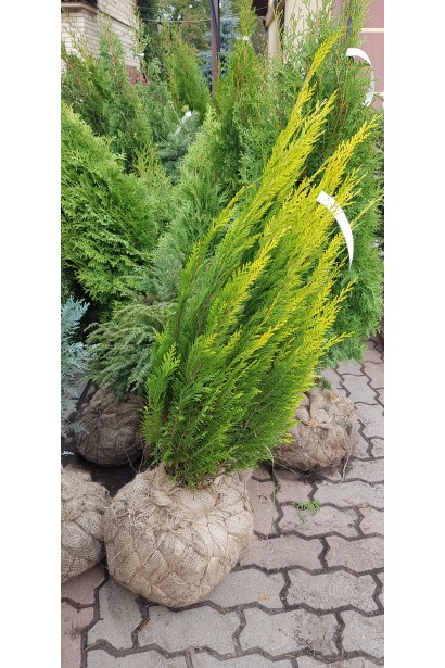 Кипарисовик  Еректа Ауреа з комом в мішковині