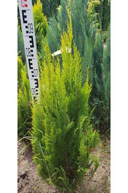 Кипарисовика Еректа Ауреа в полі 80-100 см