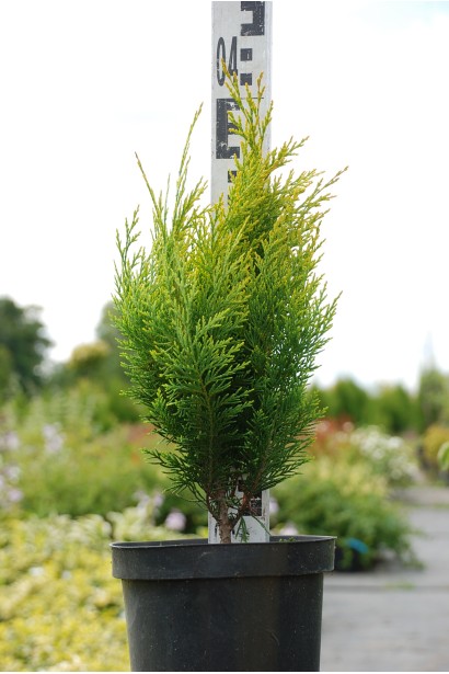 Кипарисовик Еректа Ауреа саджанець 30-40 см