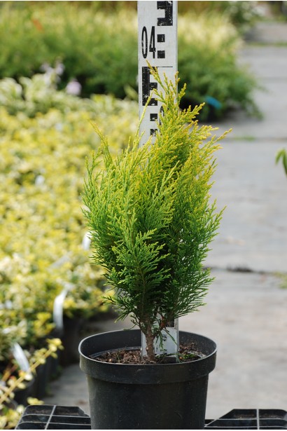 Кипарисовик Еректа Ауреа 