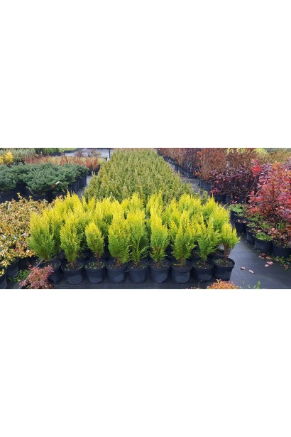 Кипарисовик Erecta Aurea саджанці в садовому центрі