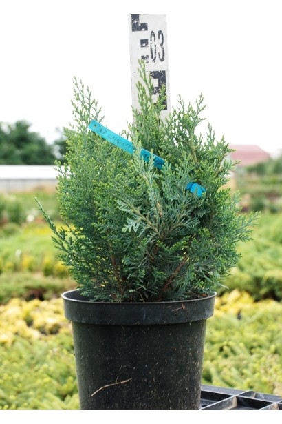 Кипарисовик Вайт Спот саджанець 20-30 см