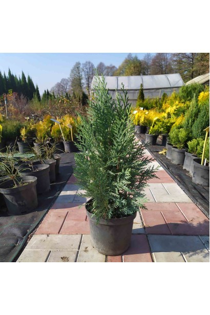 Кипарисовик Лавсона Вайт Спот саджанець в контейнері