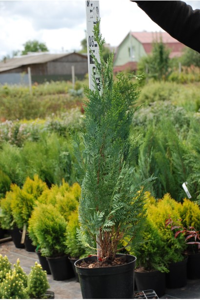 Кипарисовик Лавсона Вайт Спот С5 70-90 см