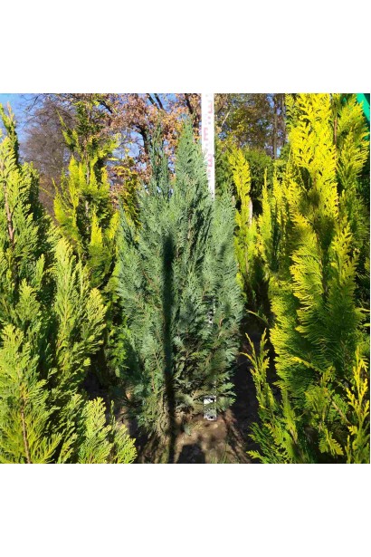 Кипарисовик Лавсона Вайт Спот 100-130 см