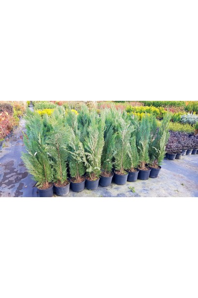 Кипарисовик Вайт Спот саджанці в садовому центрі