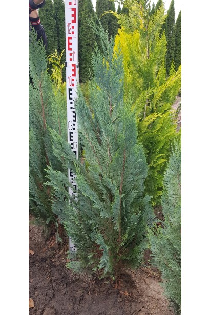 Кипарисовик Вайт Спот 100-120 см