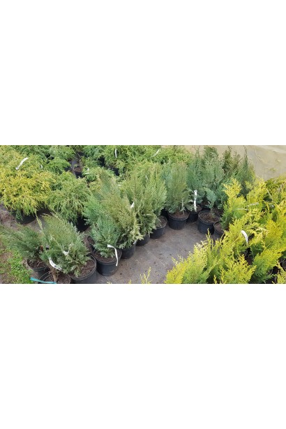 Chamaecyparis lawsoniana White Spot