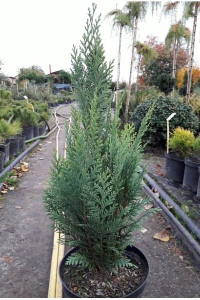 Кипарисовик Вайт Спот зелена хвоя