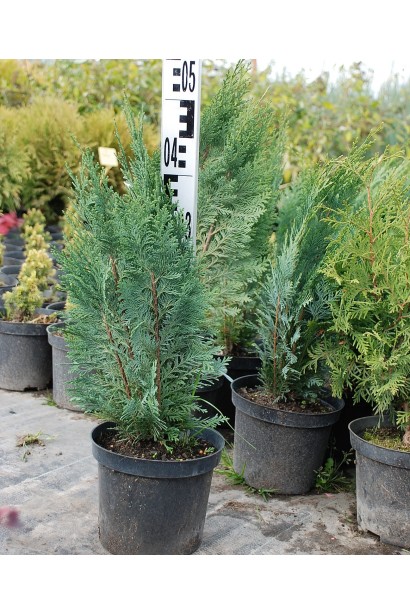 Кипарисовик Лавсона White Spot