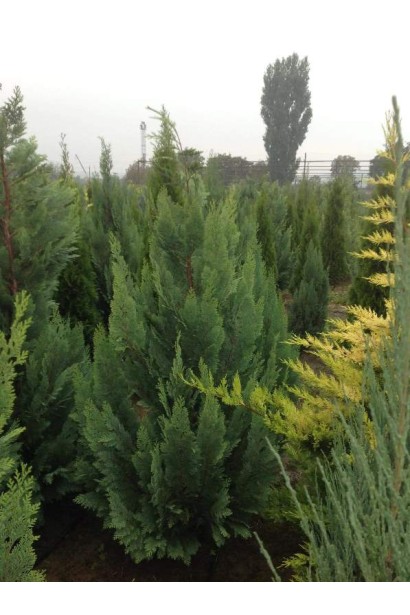 Кипарисовик колоновидний Вайт Спот