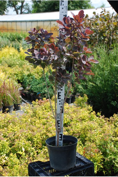 Скумпія шкіряна Роял Перпл