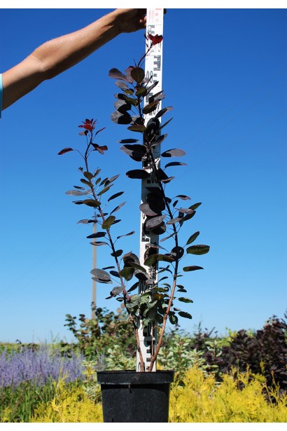 Скумпія шкіряна з фіолетовими листками на фоні синього неба