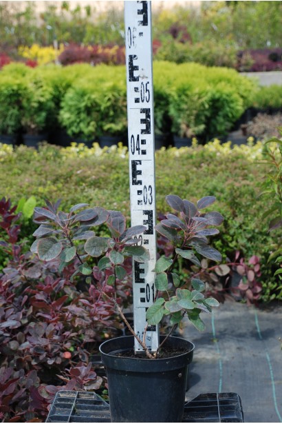 Саджанець скумпії Роял Перпл в садовому цунтрі