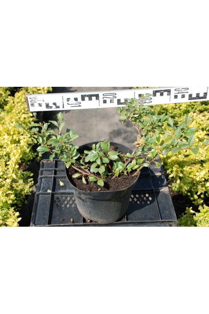 Кизильник Даммера Майор діаметр 30-40 см