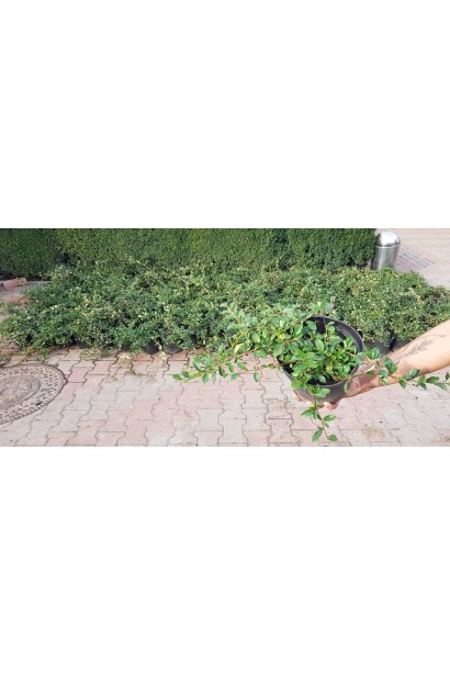 Кизильник Даммера Major в горщику 3 л