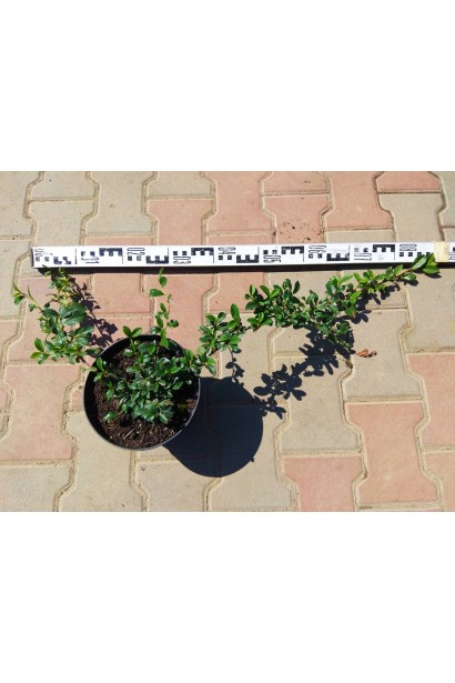 Кизильник  діаметр Даммера Майор 60-80 см