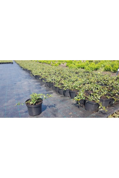 Кизильник Даммері Майор в контейнері 3 л