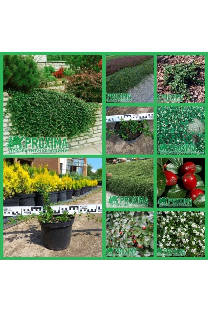 Кизильник Даммера Майор