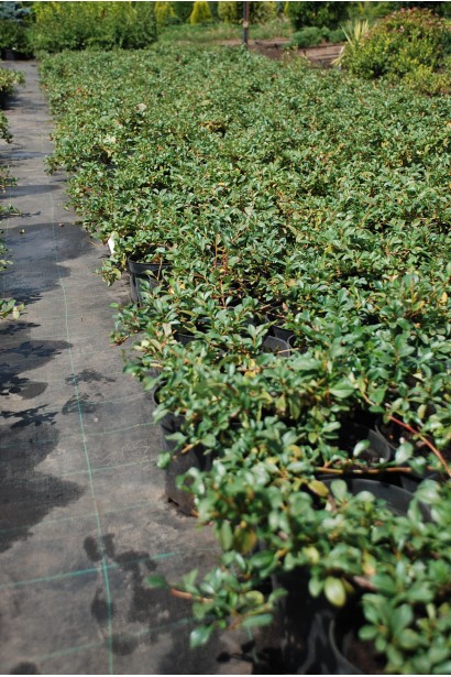 Кизильник Даммера Майор саджанці в садовому центрі