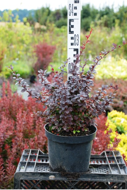 Барбарис Darts Red Lady колючий