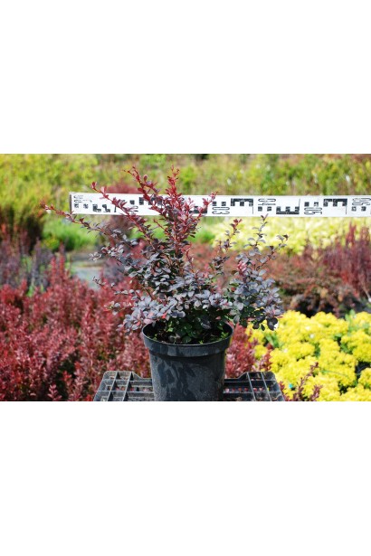 Барбарис Darts Red Lady