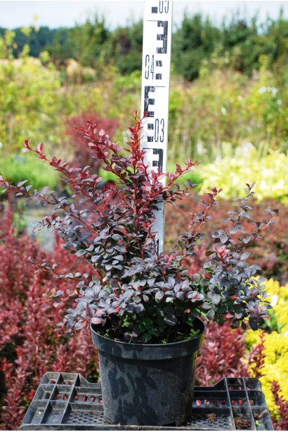 Барбарис тунберга Darts Red Lady