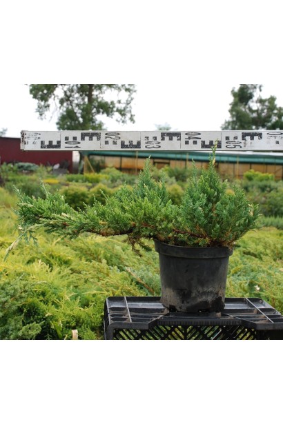 Ялівець Експанса Варієгата в горщику 5 л