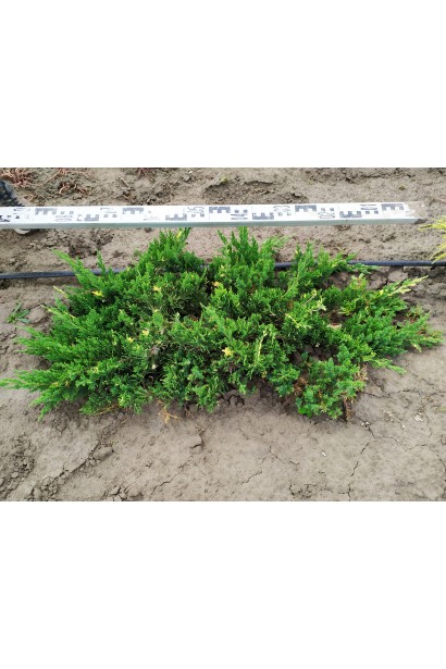 Ялівець китайський Експанса Варієгата в розсаднику на полі, діаметр крони 80-90 см