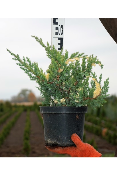 Ялівець китайський Експанса Варієгата в горщику 3 л