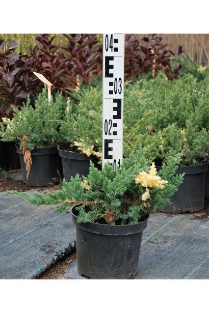 Ялівець Експанса Варієгата горщик 3 л, висота 10-15 см