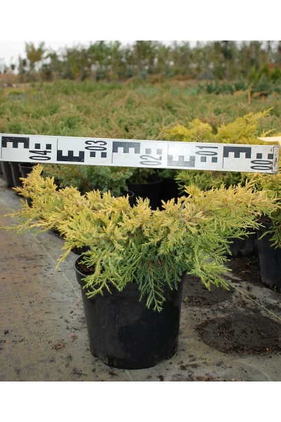 Ялівець Курівао Голд діаметр крони 35-45 см