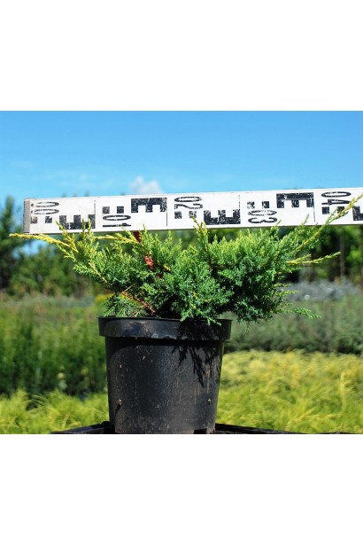 Ялівець Курівао Голд в горщику 3 л