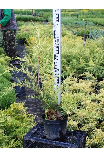 Ялівець Kuriwao Gold 50-60 см