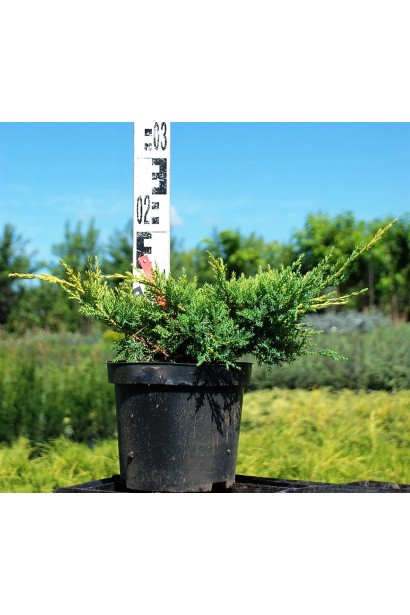 Ялівець китайський Kuriwao Gold 10-15 см