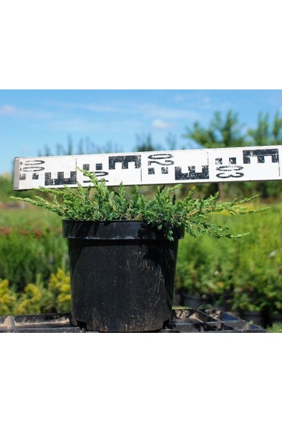 Ялівець звичайний Репанда 3л, діаметр 30-35 см