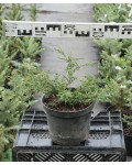 Ялівець звичайний Репанда | Можжевельник обыкновенный Репанда | Juniperus communis Repanda