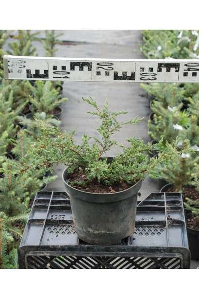 Ялівець звичайний Репанда в контейнері 3 л, діаметр 30-40 см