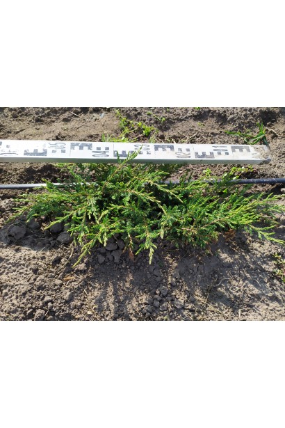 Ялівець звичайний Репанда - ком / діаметр 50-60 см