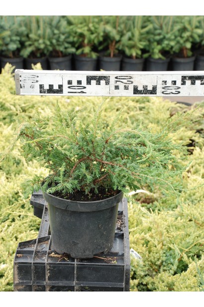 Ялівець Репанда саджанець в горщику 5 л