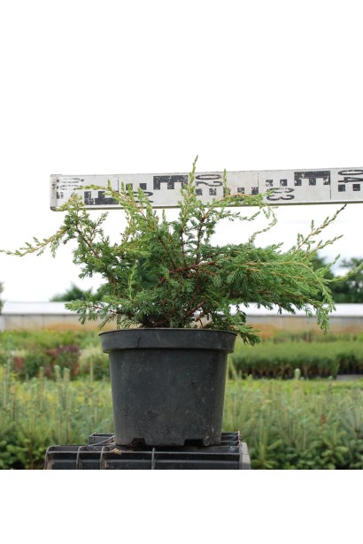 Ялівець звичайний Репанда 30-40 см